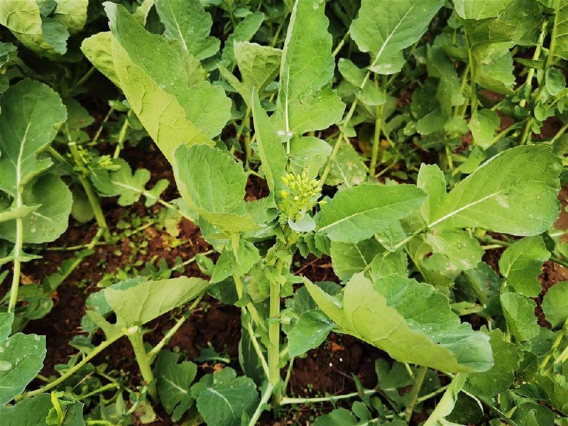 #富硒油菜薹實現量產#什么情況？